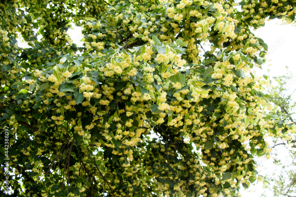 Linden tree blossoms in summer Ukraine