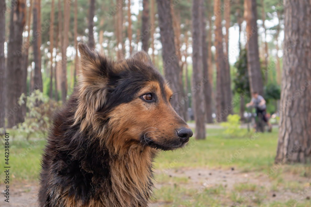 Fototapeta premium A cute homeless dog with cute eyes in a summer park. Adoption concept. Sad homeless dog posing in the park.