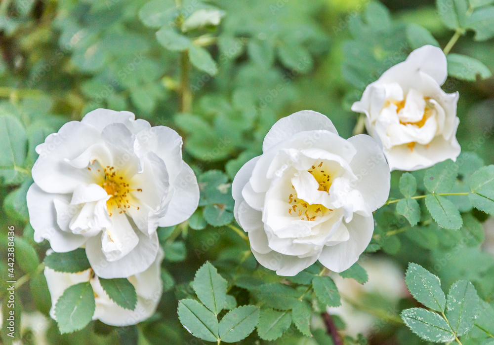 Wild White Roses Growing on a Summer Day Wild White Roses Growing on a Summer Day