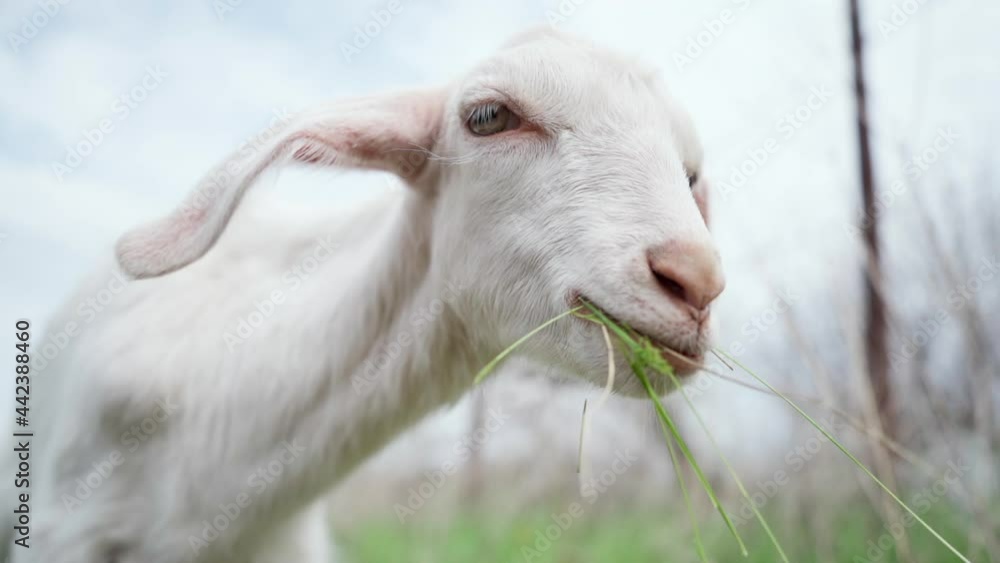 Closeup of Goat Chewing Green Grass. Young White Goat with Big Ears Chews Grass, Slow Motion. Farming and Livestock Concepts Closeup of Goat Chewing Green Grass. Young White Goat with Big Ears Chews Grass, Slow Motion. Farming and Livestock Concepts