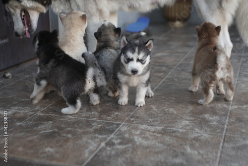 young siberian husky puppy portrait 