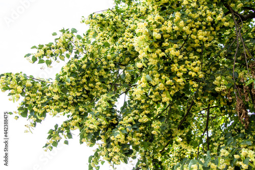 Linden tree blossoms in summer Ukraine