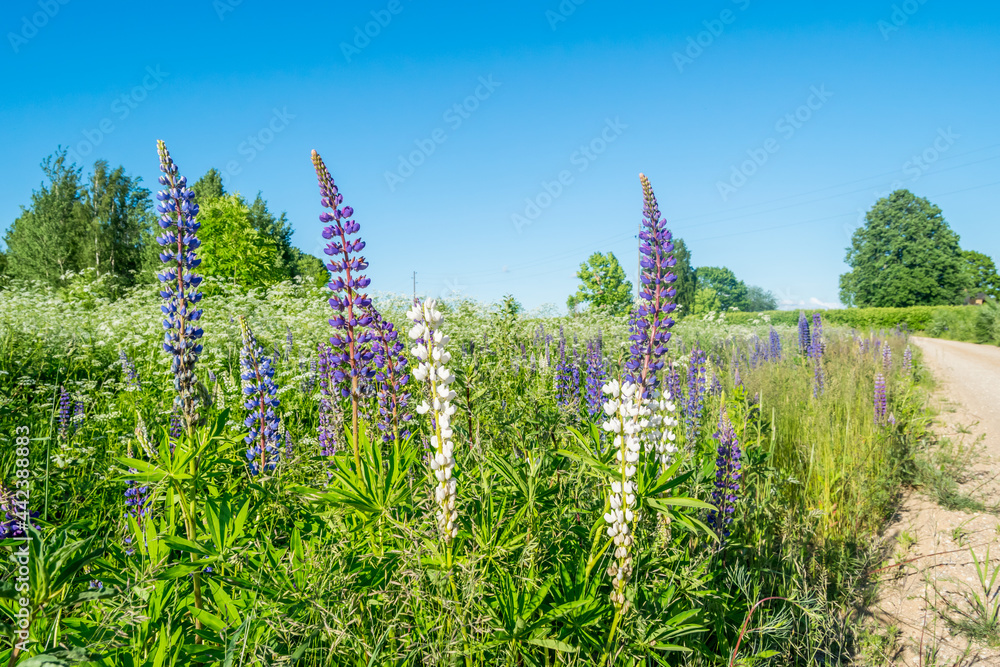 Wild Lupines Growing Along the Side of a Rural Road
