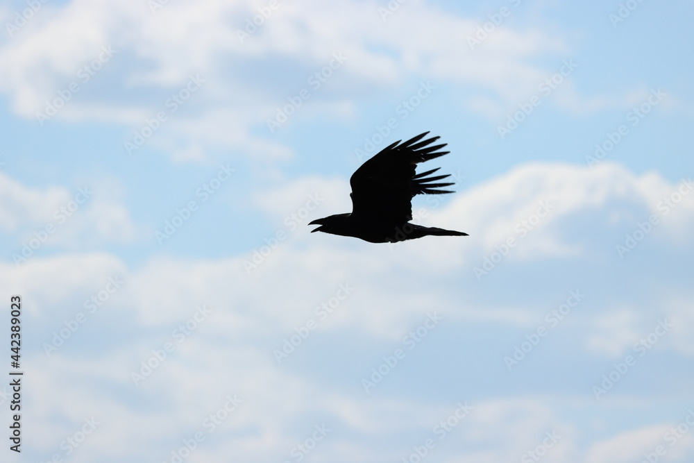 Obraz premium vulture in flight