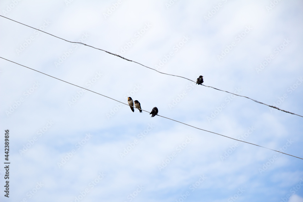 Young offspring of swallows are sitting on the wires Young offspring of swallows are sitting on the wires