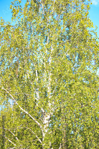 Birch with green leaves against the sky.