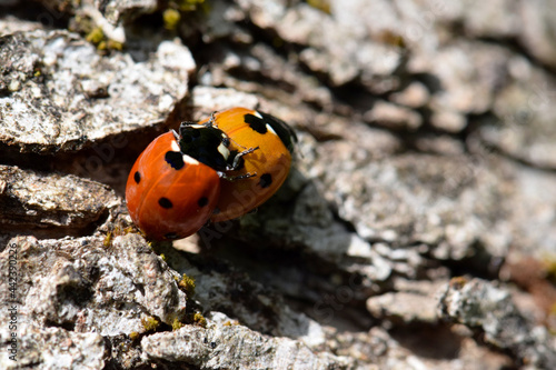 Ladybug Beetle Sex 01