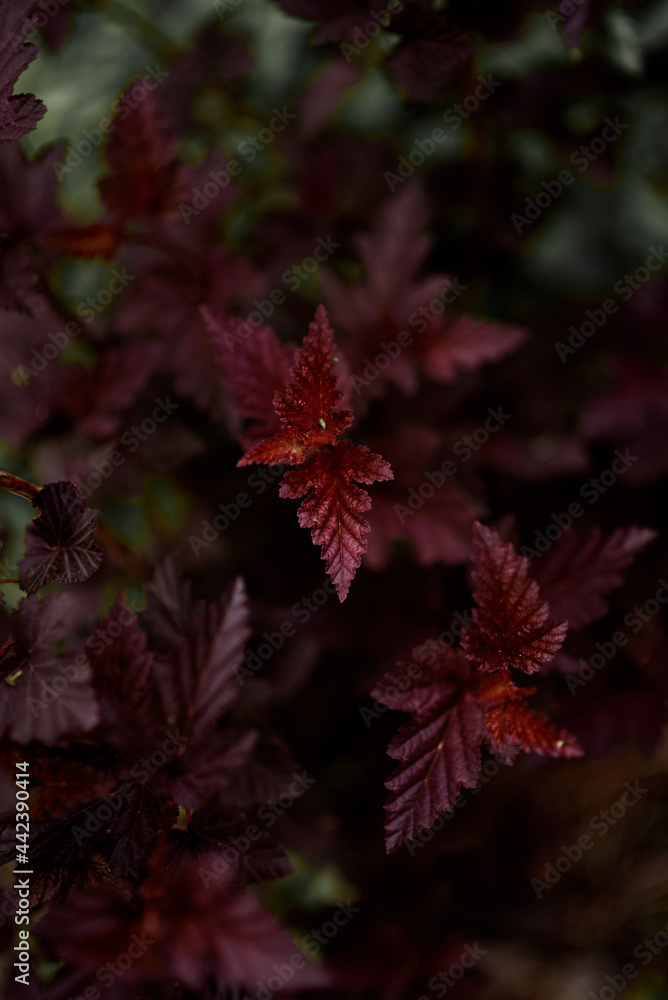 burgundy carved leaves of an ornamental shrub burgundy carved leaves of an ornamental shrub