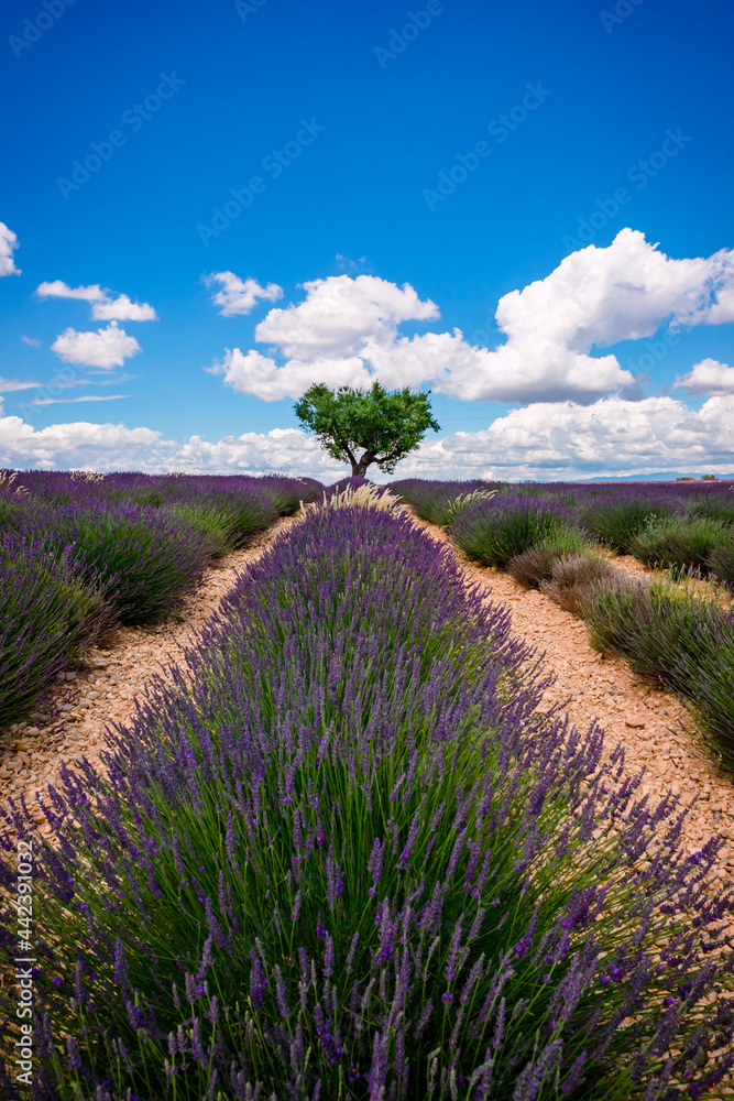 Fototapeta premium Champ de Lavandes sur le plateau de Valensole