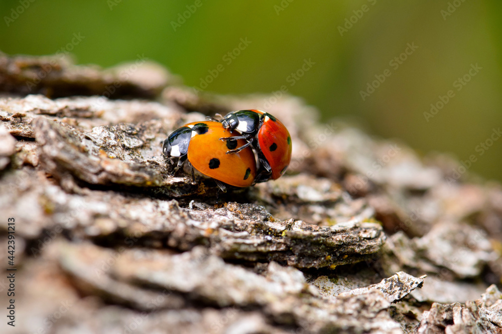 Fototapeta premium Ladybug Beetle Sex 19