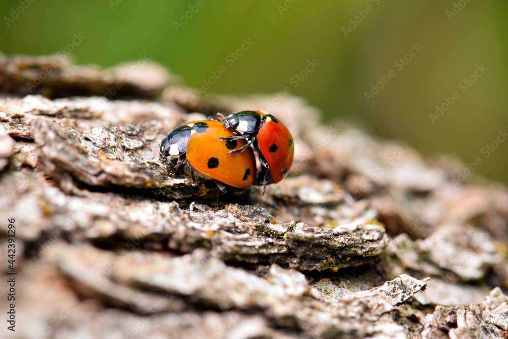 Fototapeta premium Ladybug Beetle Sex 21