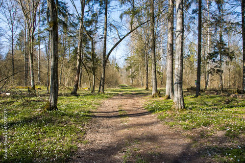 Naklejka Wiosenny las