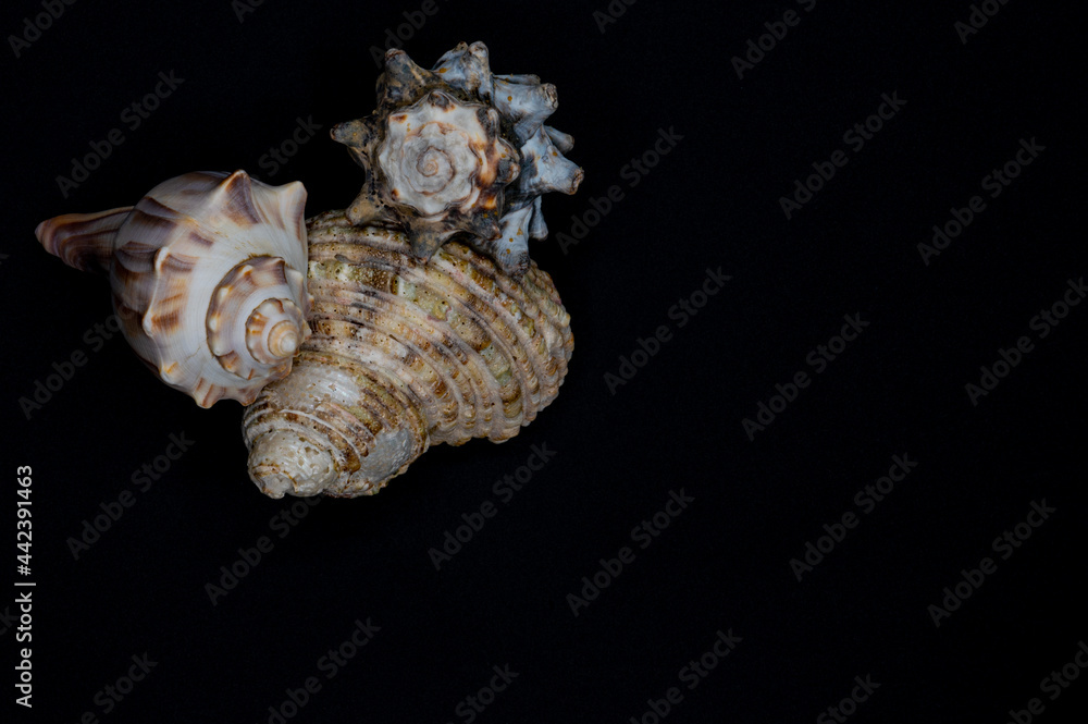 spiral seashells stacked on black background spiral seashells stacked on black background