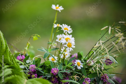 Beautiful wildflowers at the Ligo festival in Latvia
