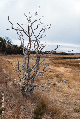 The Lonely Watch: the Sentinal of the Marsh photo