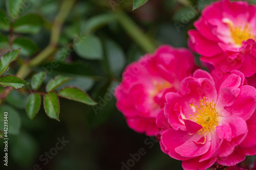 Fototapeta Naklejka Na Ścianę i Meble -  満開のピンクのバラ