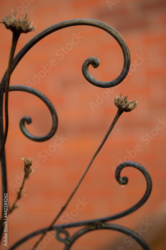 close up detail of curled iron fence or garden decor with dried flower against peach coloured blurred background late fall early winter or early spring garden shot with curled shapes for background 