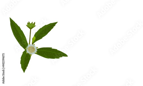 Eclipta Alba, Eclipta Prostrata or Bhringraj, also known as Fake Daisy, isolated on white background with spaces, herbal medicinal plants effective in Ayurvedic medicine. vector illustration.