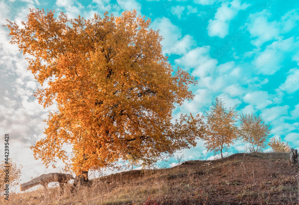 A large tree in yellow autumn foliage against a blue sky with clouds at sunset. Scenery.