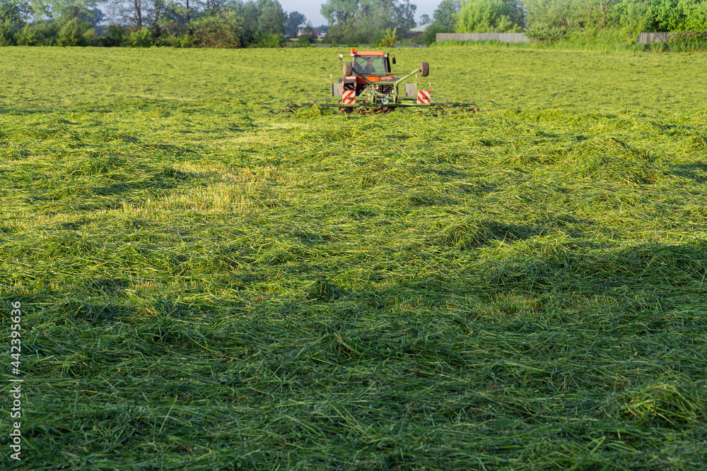 mowed grass in the meadow mowed grass in the meadow