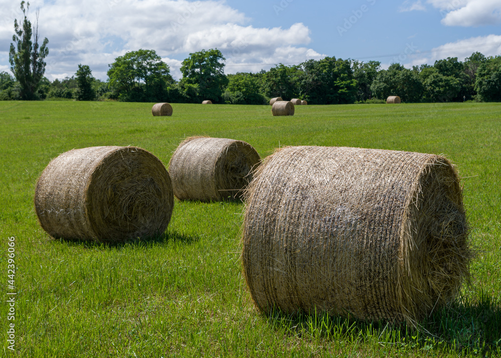 Group of straw bales on the field ready to pick up