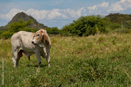 Lonely ox in the farm's pasture