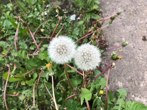 dandelion seeds in the wind
