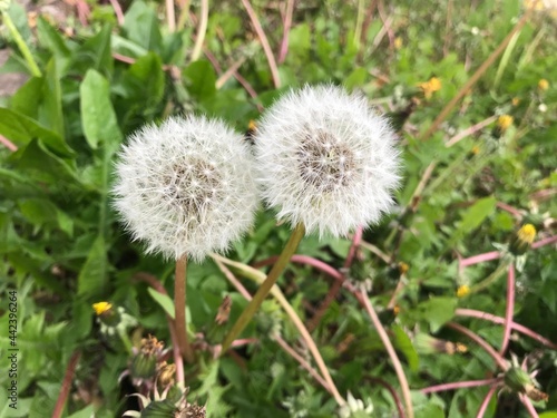 dandelion in the grass