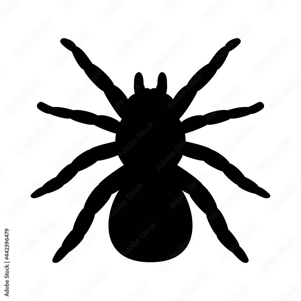 Obraz premium Vector tarantula spider silhouette