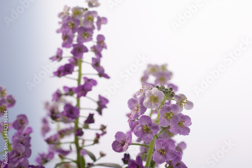 macro photo of purple small indoor flowers on a white background