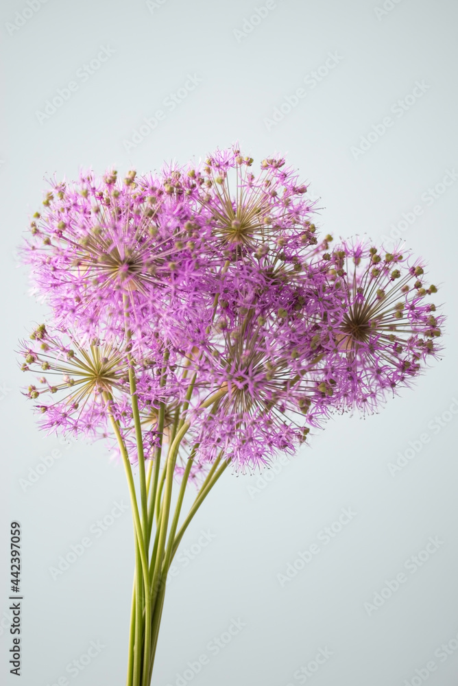Obraz premium bouquet of purple flowers on a gray background, minimalistic