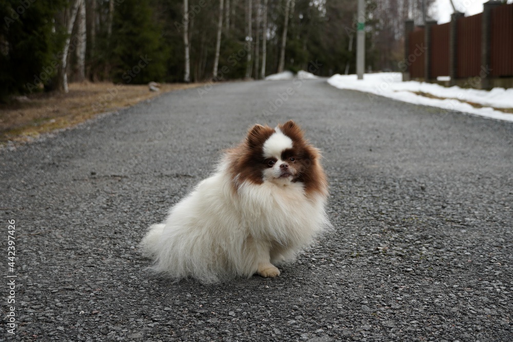 little fluffy furry chihuahua dog. a lot of hair wool white and brown. Proud sitting on the asphalt road . Spring with snow. High quality photo