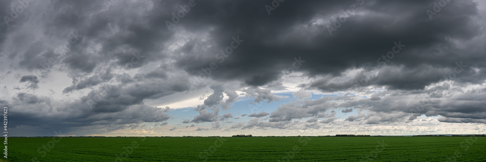 Dark gray storm clouds in an afternoon sky above a large field of soya bean plants.
