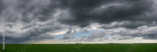 Dark gray storm clouds in an afternoon sky above a large field of soya bean plants. 