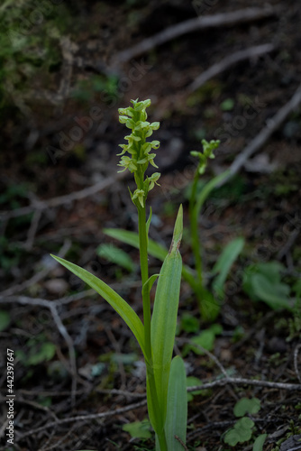 Green Bog Orchid wildflower in sharp focus with a second orchid out of focus in the background. 