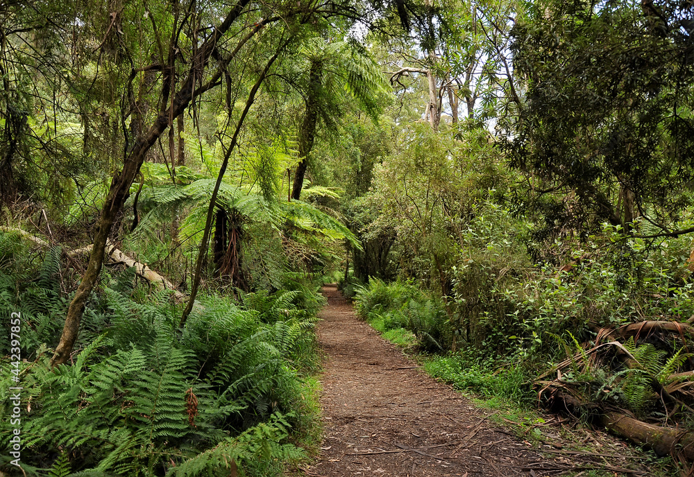 Obraz premium Forest of Australia, consisting mainly of various types of eucalyptus.