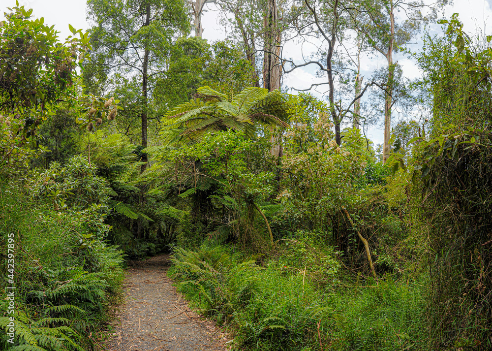 Fototapeta premium Forest of Australia, consisting mainly of various types of eucalyptus.