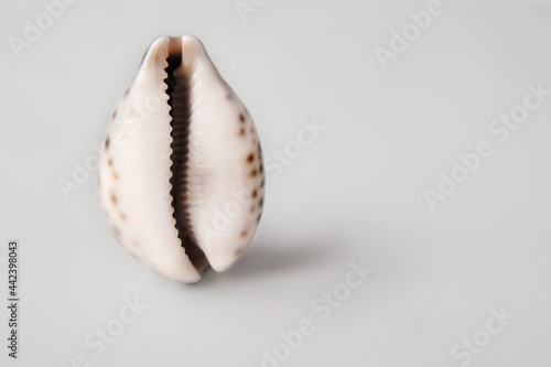 shell in the form of a vagina on a gray background. The concept of women's health, menstruation and menopause. Seashell as a symbol of gynecology photo