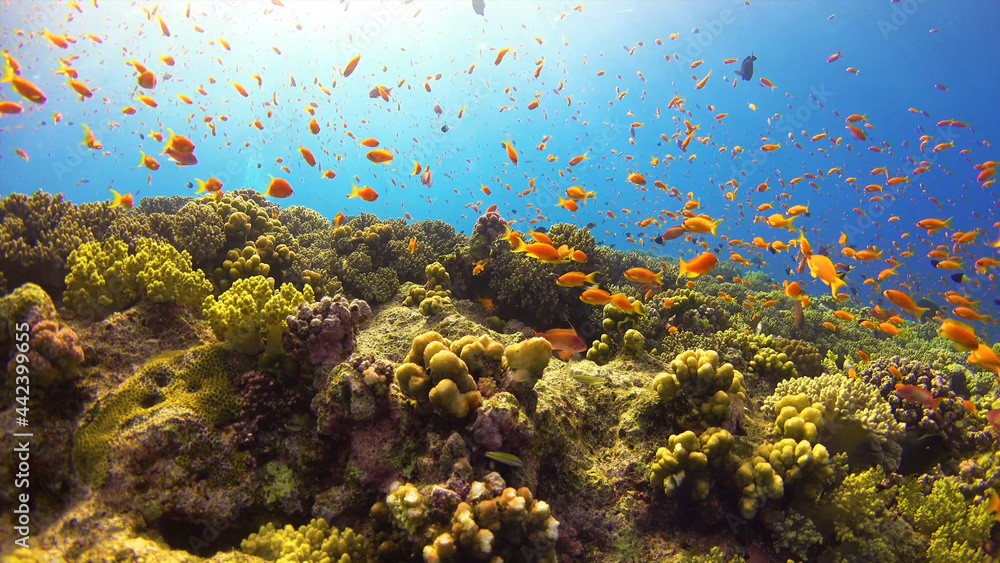 Naklejka premium coral reef with fish