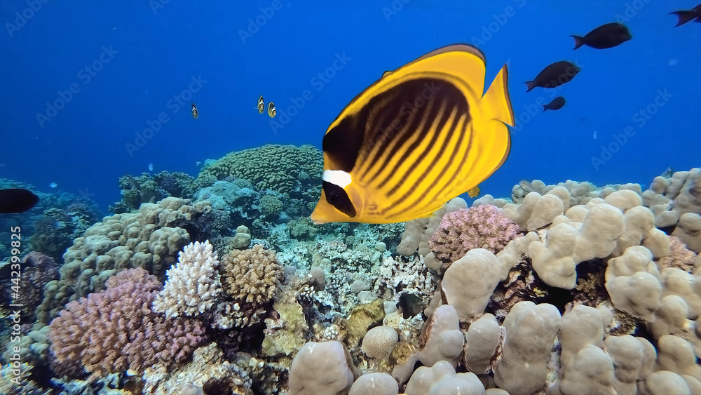 Fototapeta premium coral reef and fish