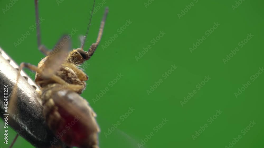 Mosquito is caught and hold by silver tweezers filmed under microscope