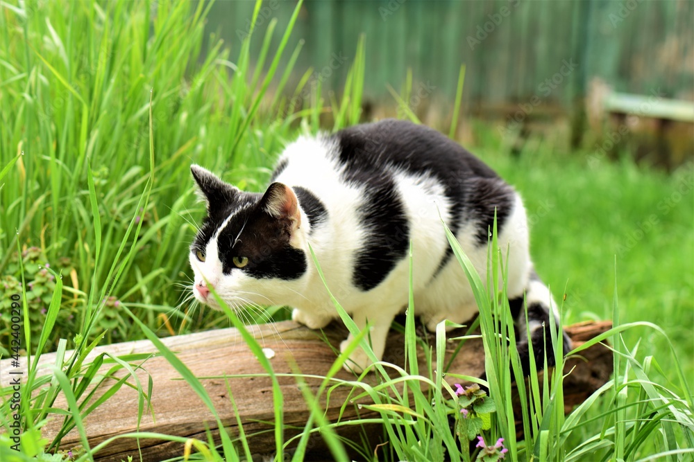 A black and white cat sitting on a wooden board between green grasses A black and white cat sitting on a wooden board between green grasses
