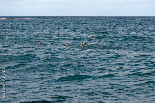 Atlantic Puffins in flight on the Farne Islands - UK