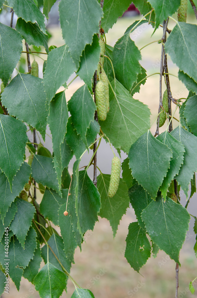 Nice sunny view of the birch branches. Buds and bright green, small leaves thrives. Decorative birch flower- long, slender catkins hang on tree branches. The arrival of spring, seasonal allergies. Nice sunny view of the birch branches. Buds and bright green, small leaves thrives. Decorative birch flower- long, slender catkins hang on tree branches. The arrival of spring, seasonal allergies.