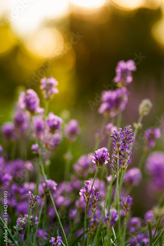  Close-up of a lavender field . Summer sunset Selective focus. Lavender flowers in bloom.