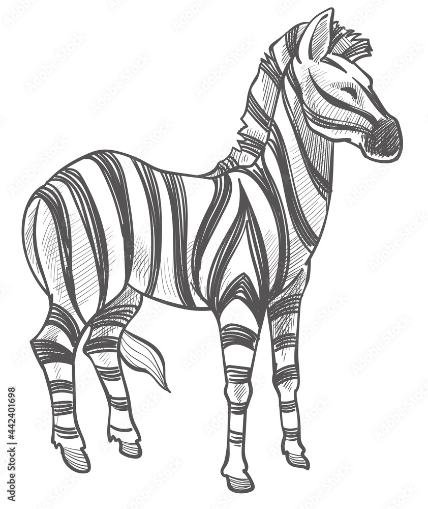 Obraz premium Zebra equine animal monochrome sketch outline
