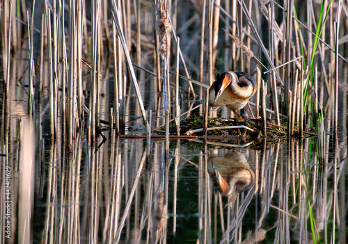 The great crested grebe (Podiceps cristatus) on the nest