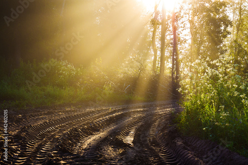 landscape with sun and forest road and trees