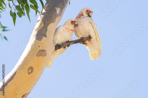 A pair of long billed corellas sitting on a branch of a gum tree photo