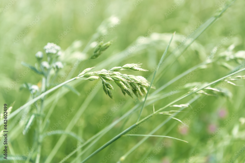 Nature background with wildgrass under sunlight. Selective and soft focus. Plant background. Close up. Copy space. 
